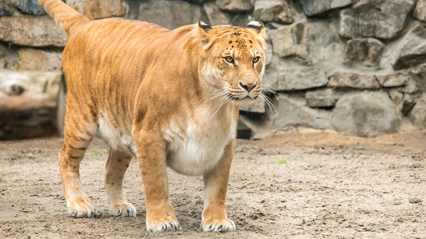 liger