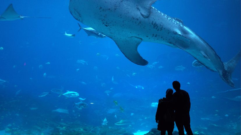 Silhouette of two people looking at a giant tank of fish and a whale shark in blue water