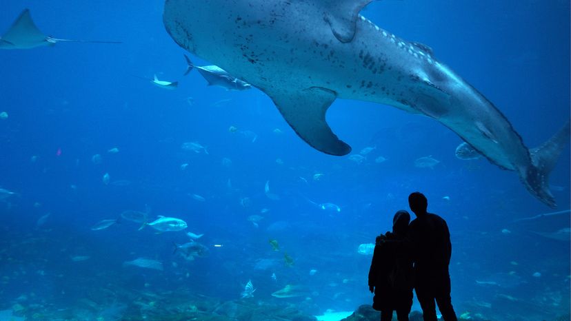 Inside the Biggest Aquarium in the U.S.: Georgia Aquarium