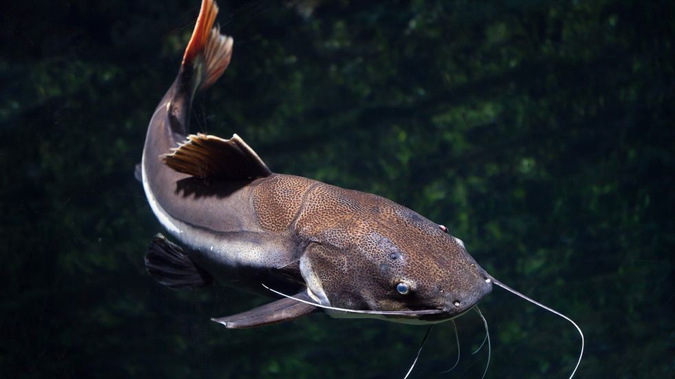 Swai vs. Catfish: One Is Much Better for You (and for the Planet)