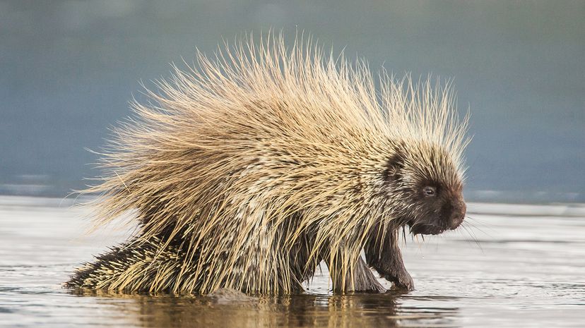 Porcupine