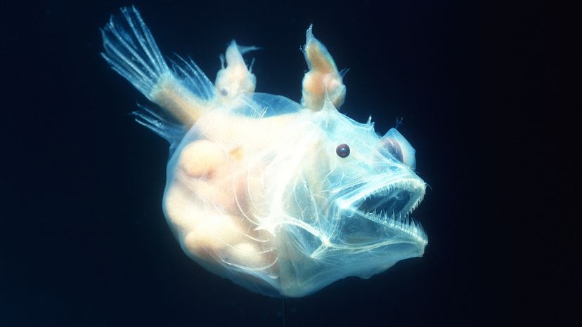 🔥 Angler fish lives at the bottom of the sea. To attract prey