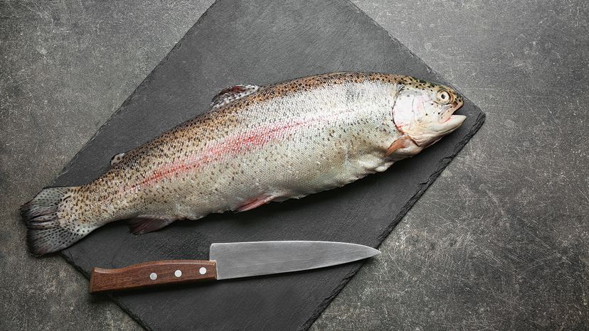 Steelhead trout