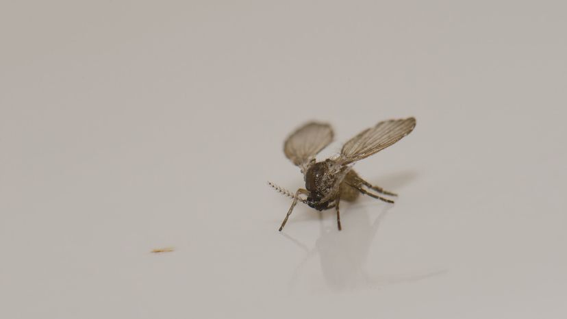 Drain fly