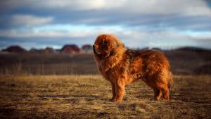 shaggy red dog with rural landscape
