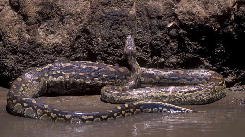 African rock python