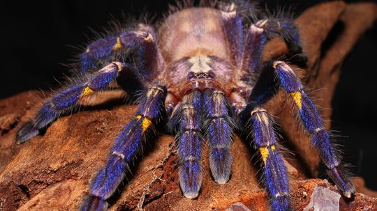 Nobody Knows Why the Peacock Tarantula Is Blue