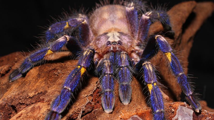 Tarantula with a white body and blue legs walking on a rock