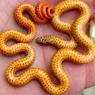 10 Cutest Snake Species That Have Us Squeeing