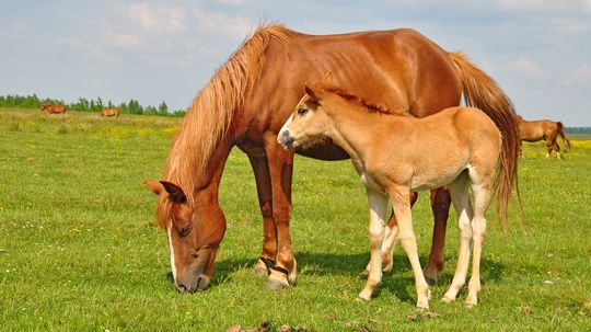 What Is a Baby Horse Called? Foal vs. Yearling vs. Colt vs. Filly