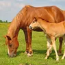 What Is a Baby Horse Called? Foal vs. Yearling vs. Colt vs. Filly