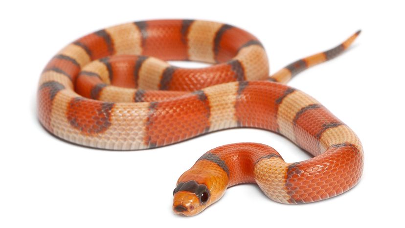 Honduran milk snake