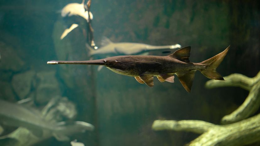 Chinese paddlefish