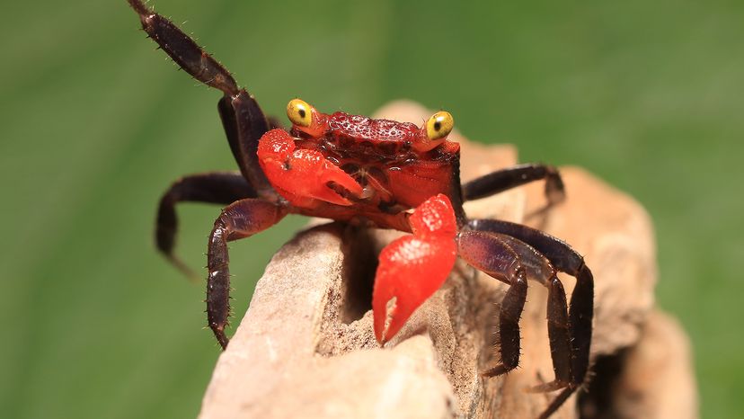 Vampire Crab