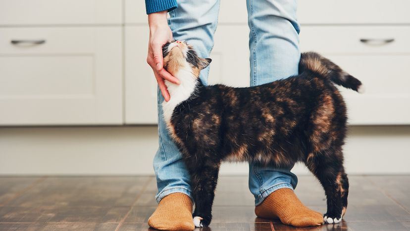 Person with cat