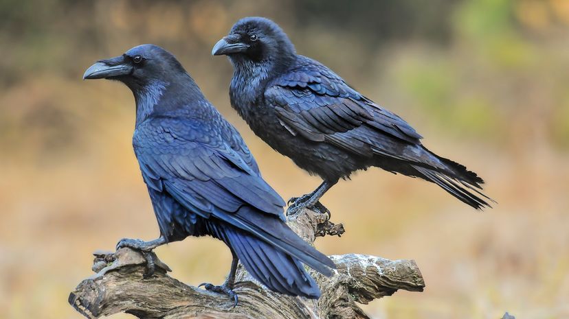 ravens