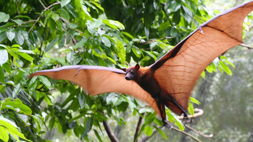 Large bat flying past a tree with green leaves in daytime