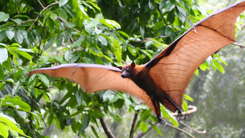 Calvin, the Malayan Flying Fox, is the largest bat at Lubee! He has a  wingspan of 5 1/2 feet. Malayan Flying Foxes are the largest bats