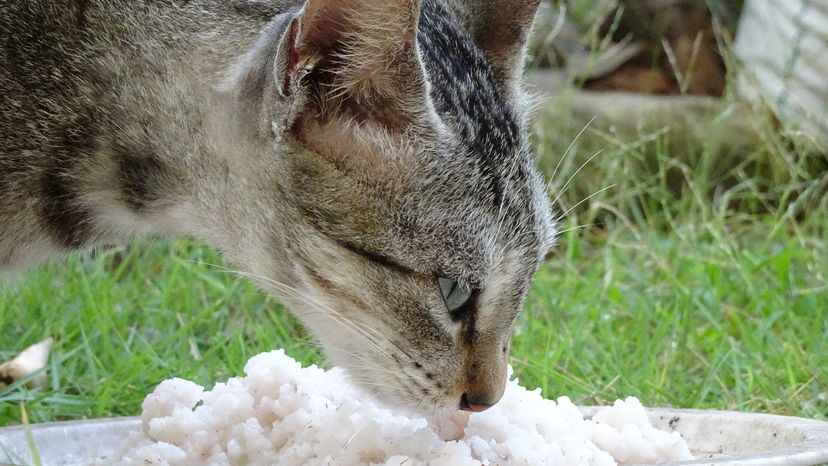 Cat eating rice