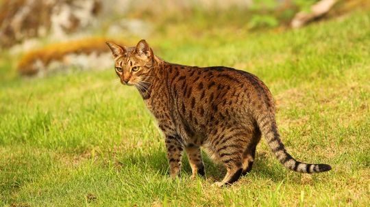 Ocicat: A Wild Mix of Siamese Cat and Ruddy Abyssinian