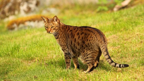 Ocicat: A Wild Mix of Siamese Cat and Ruddy Abyssinian