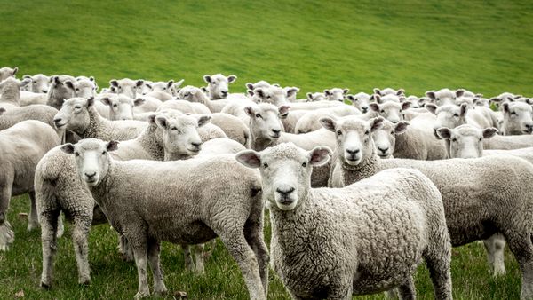 What Is a Group of Sheep Called? Not Necessarily a Herd