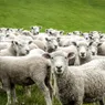 What Is a Group of Sheep Called? Not Necessarily a Herd