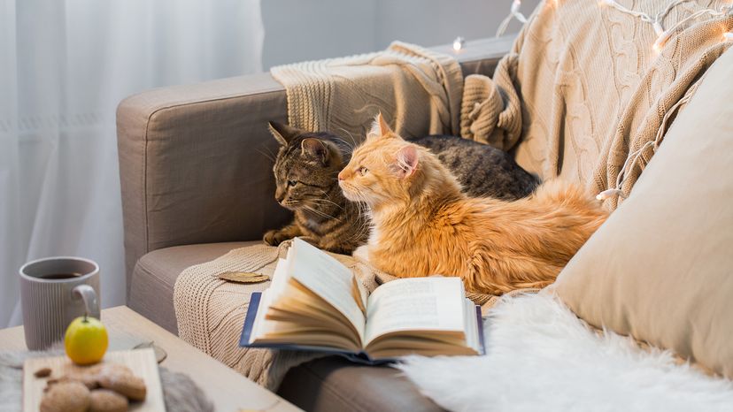 Two cats lying on sofa