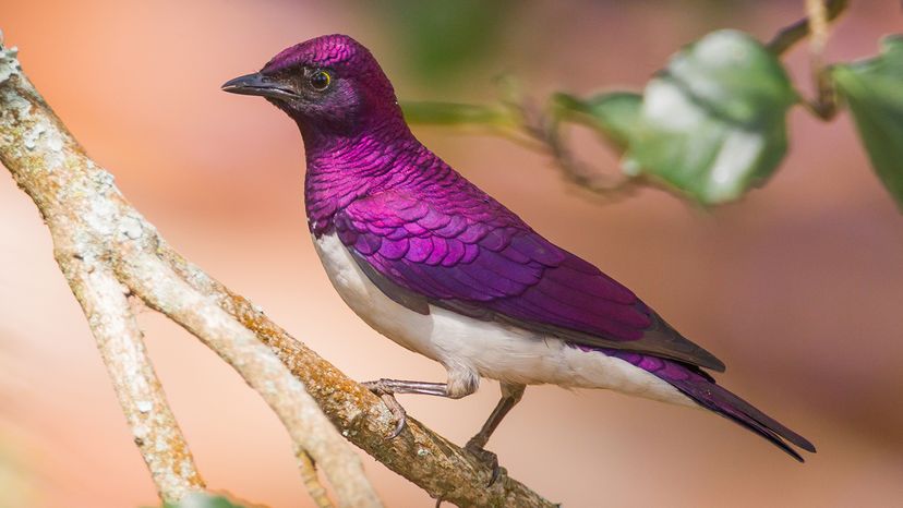 Violet-backed starling