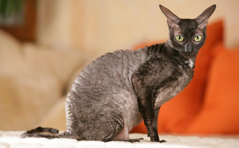 Cornish Rex