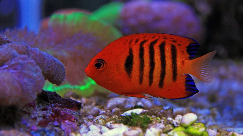 Flame angelfish