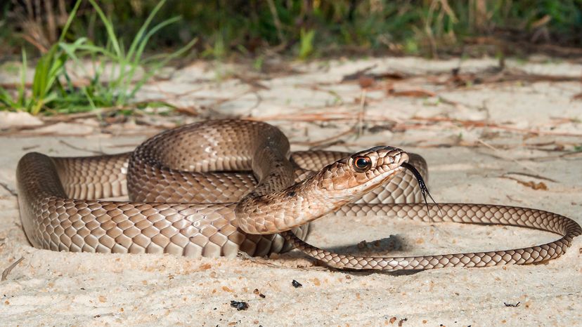 Eastern coachwhip