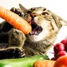 Can Cats Eat Carrots? Not the Question You Should Be Asking