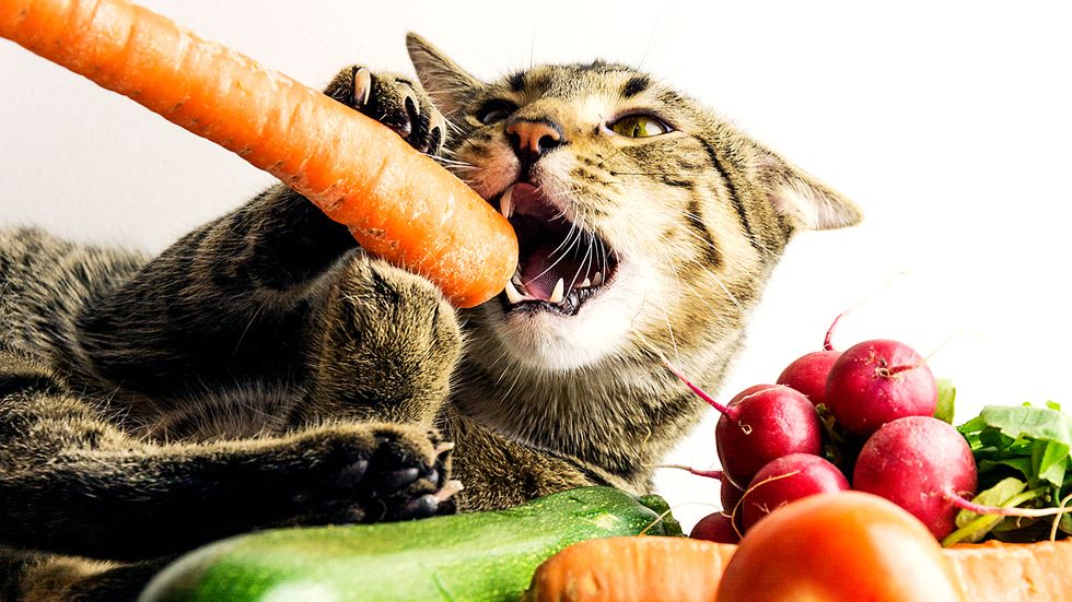 Can Cats Eat Carrots? Not the Question You Should Be Asking