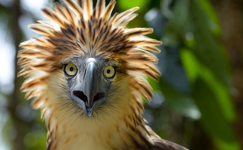 Philippine eagle