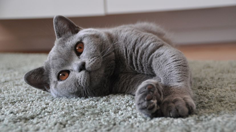 British Shorthair