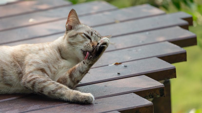 Cat cleaning themselves