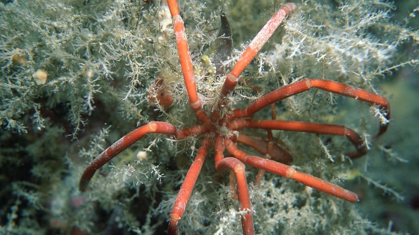 Giant sea spider