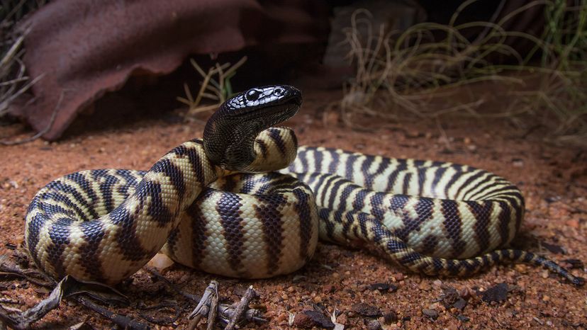 Black-headed python