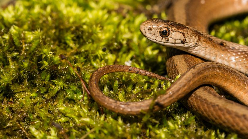 Northern brown snake