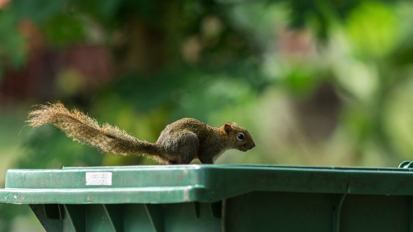 A squirrel on a green garbage bin.