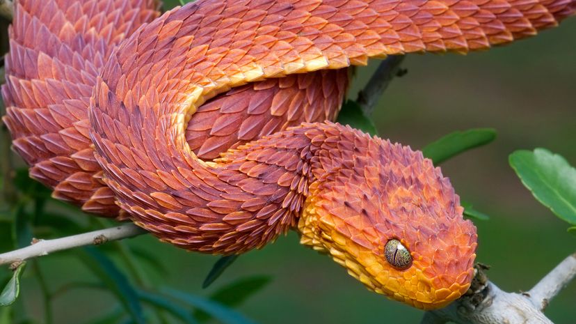 African bush viper