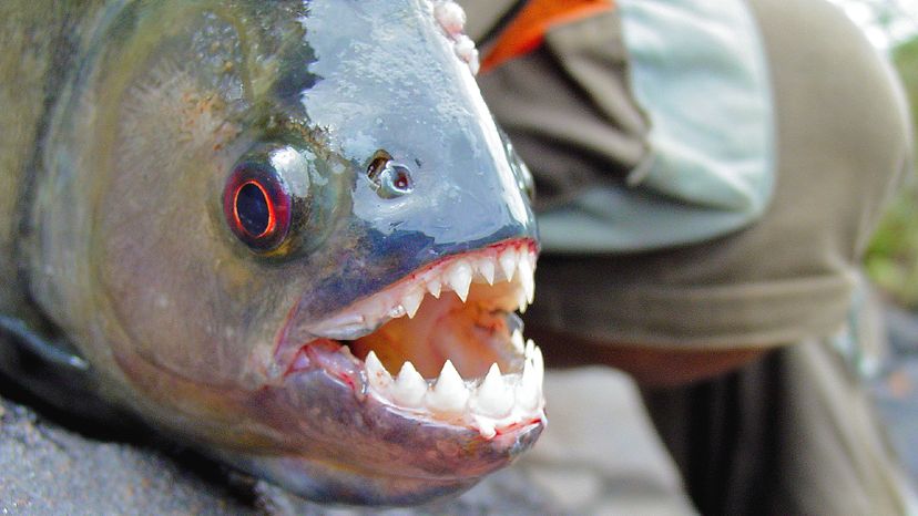 Piranha