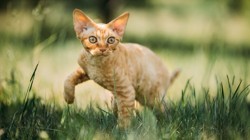 Devon Rex