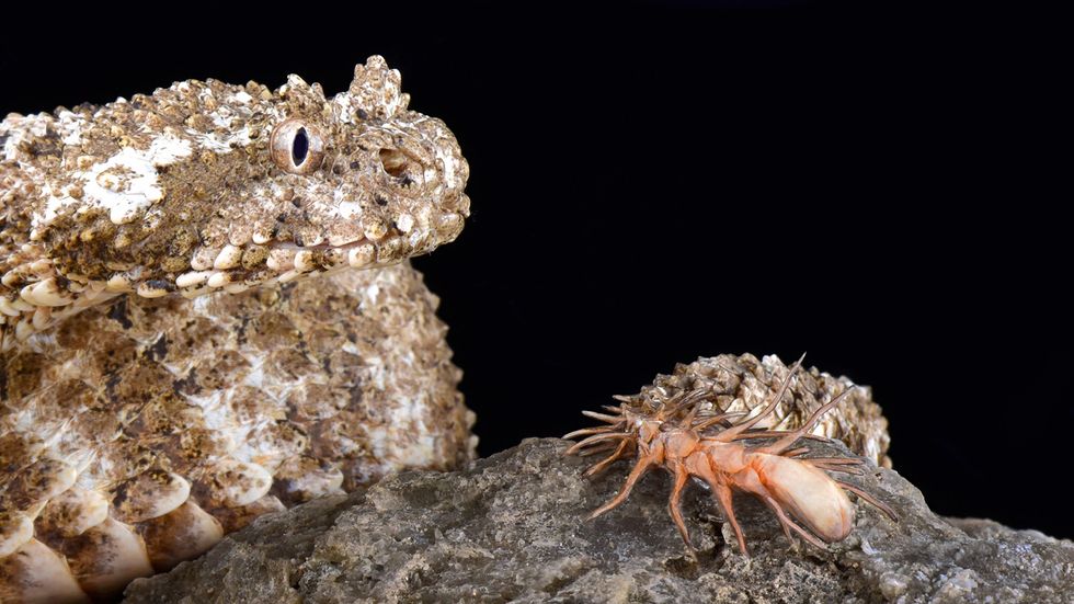 How the Spider-tailed Horned Viper Tricks Unsuspecting Prey