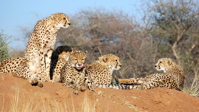 cheetahs