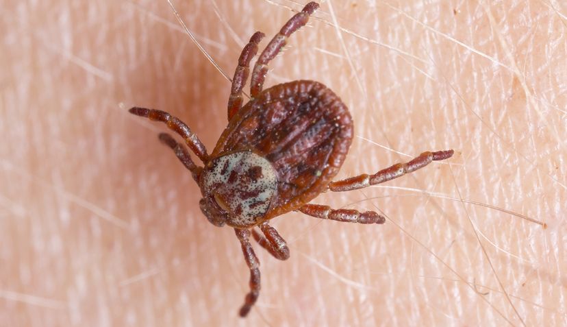 American dog tick