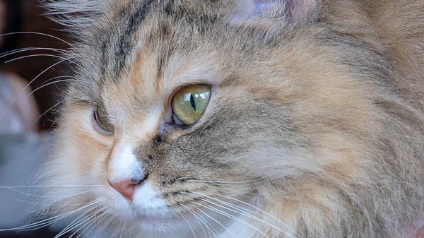 A RagaMuffin Cat Is Like a Feline Teddy Bear