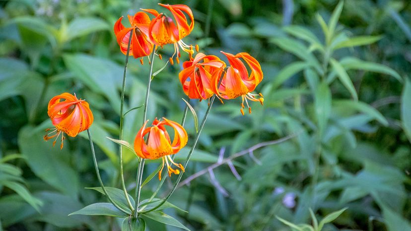 Turk’s cap lilies