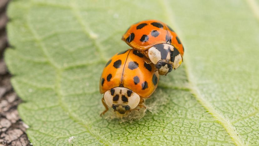 Asian lady beetles
